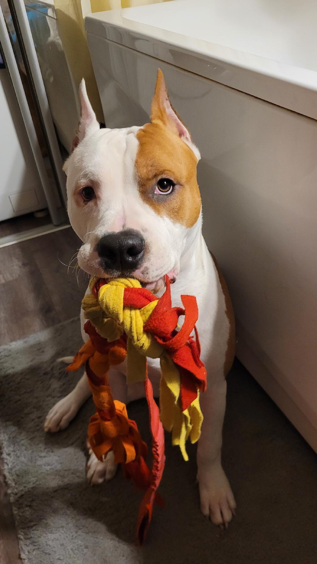 Собакины чойсы 🐕 