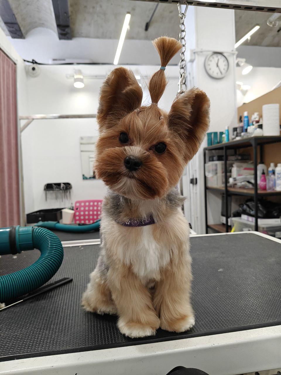 Записаться на груминг 