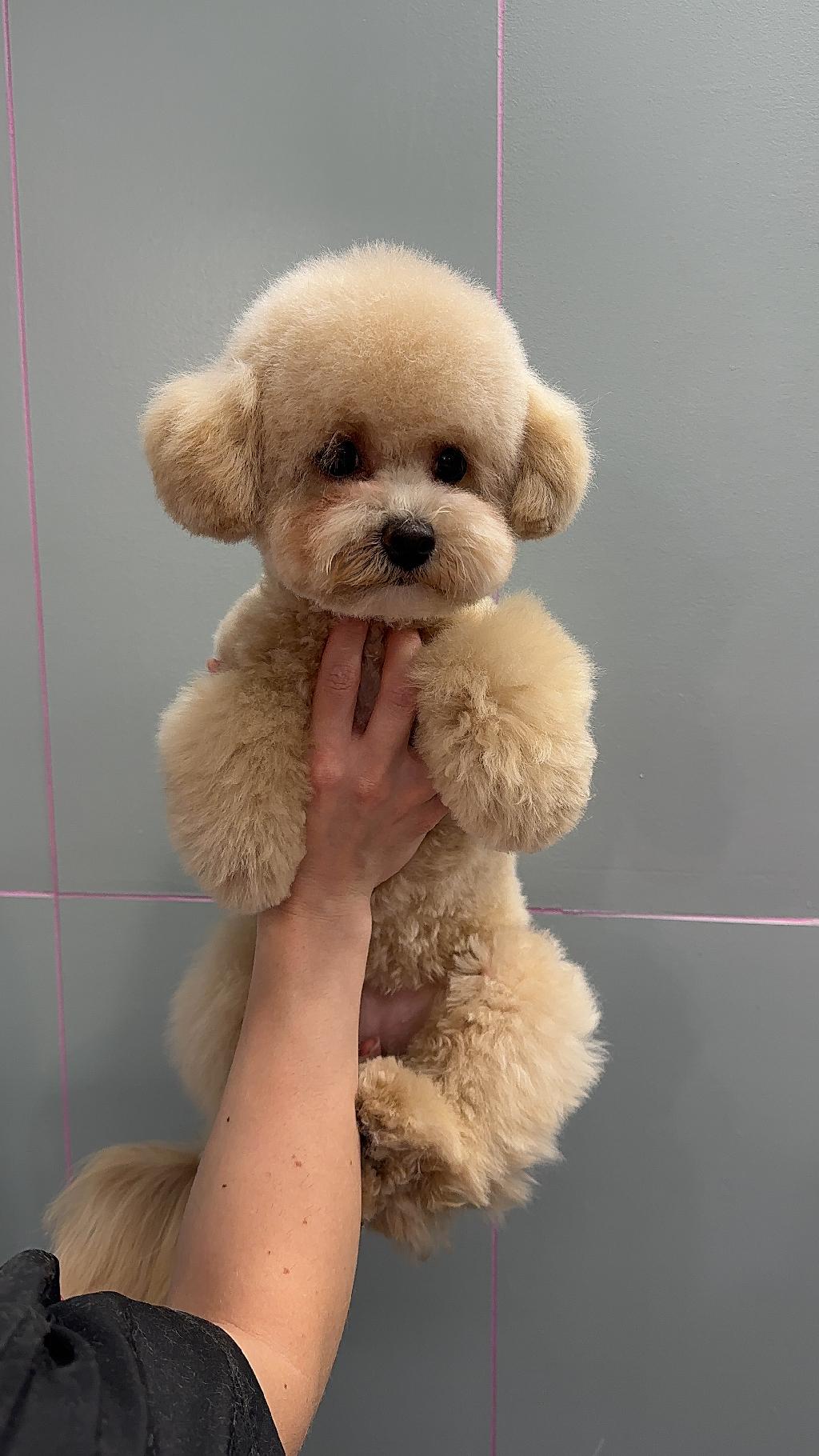 Приучаем щенка к грумингу!
Ждём вас в нашем салоне Penny&Sheldon